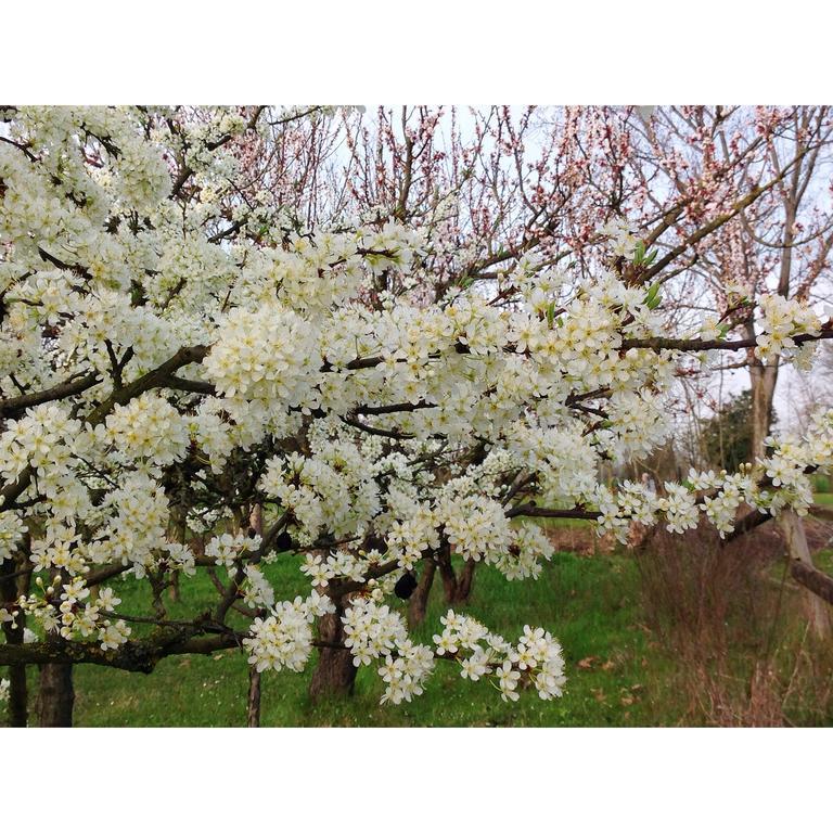 Agriturismo Loghino Caselle 3* San Giorgio di Mantova
